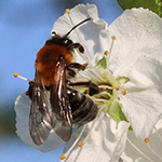 Andrena nitida - Flaum-Sandbiene