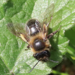 Andrena scotica - Schottische Sandbiene
