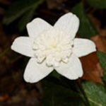 Anemone nemorosa Alba Plena - Gefülltblütiges Busch-Windröschen