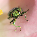 Anthaxia nitidula - Glänzender Blütenprachtkäfer
