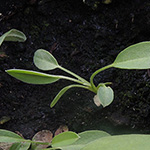 Anthyllis vulneraria agg. - Artengruppe Wundklee
