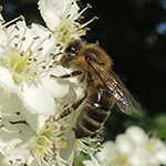 Apis mellifera - Europäische Honigbiene