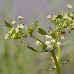 Apium graveolens - Wilder Sellerie