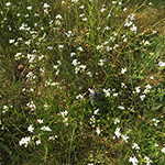 Arabidopsis halleri - Hallers Schmalwand