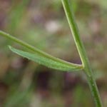Arabidopsis thaliana - Acker-Schmalwand
