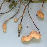 Arachis hypogaea - Erdnuss