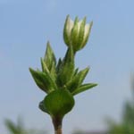 Arenaria serpyllifolia - Quendelblättriges Sandkraut