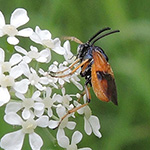 Arge cyanocrocea - Bürstenhorn-Blattwespe
