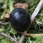 Armadillidium vulgare - Gemeine Rollassel