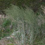 Artemisia campestris - Feld-Beifuß