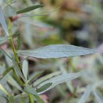 Artemisia dracunculus - Estragon