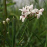 Asperula cynanchica - Hügel-Meier