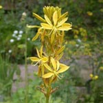 Asphodeline lutea - Gelber Affodill