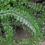 Asplenium trichomanes ssp. hastatum - Braunstieliger Streifenfarn