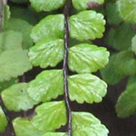 Asplenium trichomanes ssp. trichomanes - Braunstieliger Streifenfarn