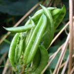 Astragalus glycyphyllos - Bärenschote