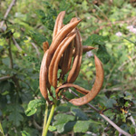 Astragalus glycyphyllos - Bärenschote