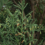 Athrotaxis laxifolia - Lockerblättrige Schuppenfichte