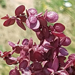 Atriplex hortensis - Garten-Melde