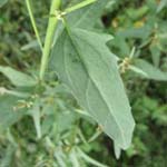Atriplex oblongifolia - Langblättrige Melde