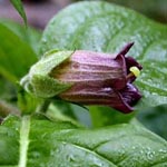 Atropa belladonna - Tollkirsche