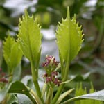 Aucuba japonica - Japanische Goldorange