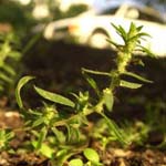 Bassia scoparia subsp. densiflora - Sommerzypresse