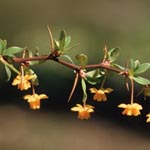 Berberis buxifolia - Buchsblättrige Berberitze