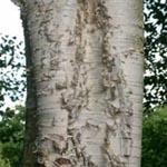 Betula ermanii - Ermans Birke