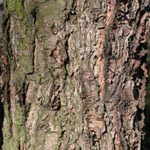Betula nigra - Schwarz-Birke