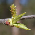 Betula nigra (Weibchen) - Schwarz-Birke