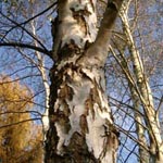 Betula pendula - Hänge-Birke