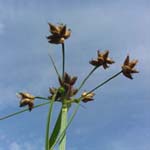 Cyperaceae - Sauergräser
