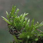 Brachythecium albicans - Weißes Kurzbüchsenmoos