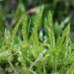 Brachythecium albicans - Weißes Kurzbüchsenmoos