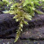 Brachythecium rutabulum - Krücken-Kurzbüchsenmoos