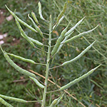 Brassica napus - Raps
