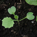 Brassica napus var. rapifera - Steckrübe