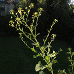 Brassica napus subsp. rapifera - Steckrübe