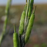Brassica nigra - Schwarzer Senf