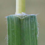 Bromus secalinus ssp. secalinus - Roggen-Trespe