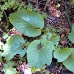 Brunnera macrophylla - Kaukasus-Vergissmeinnicht