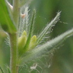 Buglossoides arvensis - Acker- Steinsame