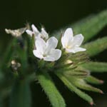 Buglossoides arvensis - Acker-Steinsame