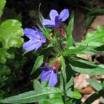 Buglossoides purpurocaerulea - Blauroter Steinsame