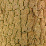 Buxus sempervirens - Buchsbaum