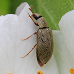 Byturus tomentosus - Himbeerkäfer