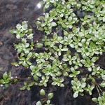 Callitriche palustris agg. - Artengruppe Sumpf-Wasserstern