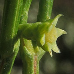 Callitris preisii - Harzige Schmuckzypresse