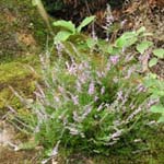 Calluna vulgaris - Heidekraut